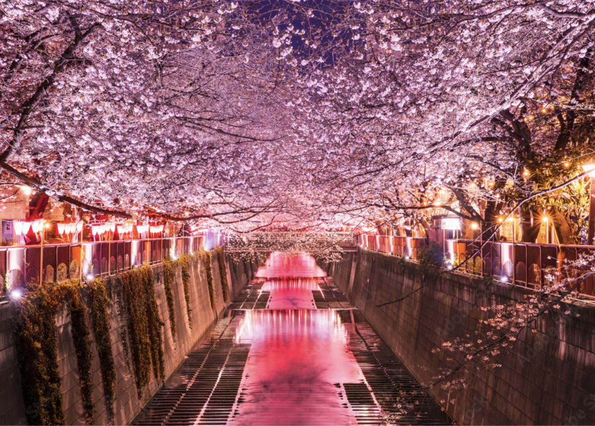 ＃東京　＃桜　＃隅田川　＃夜景